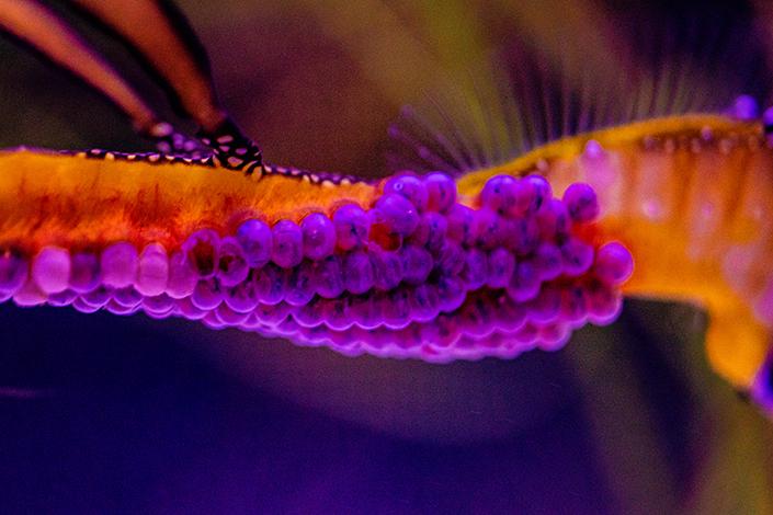 Orange male weedy seadragon tail carrying 70 purple eggs