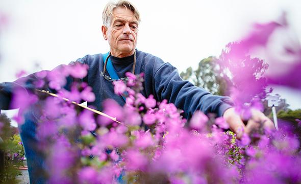 一位年长的白人正在修剪紫色的花朵