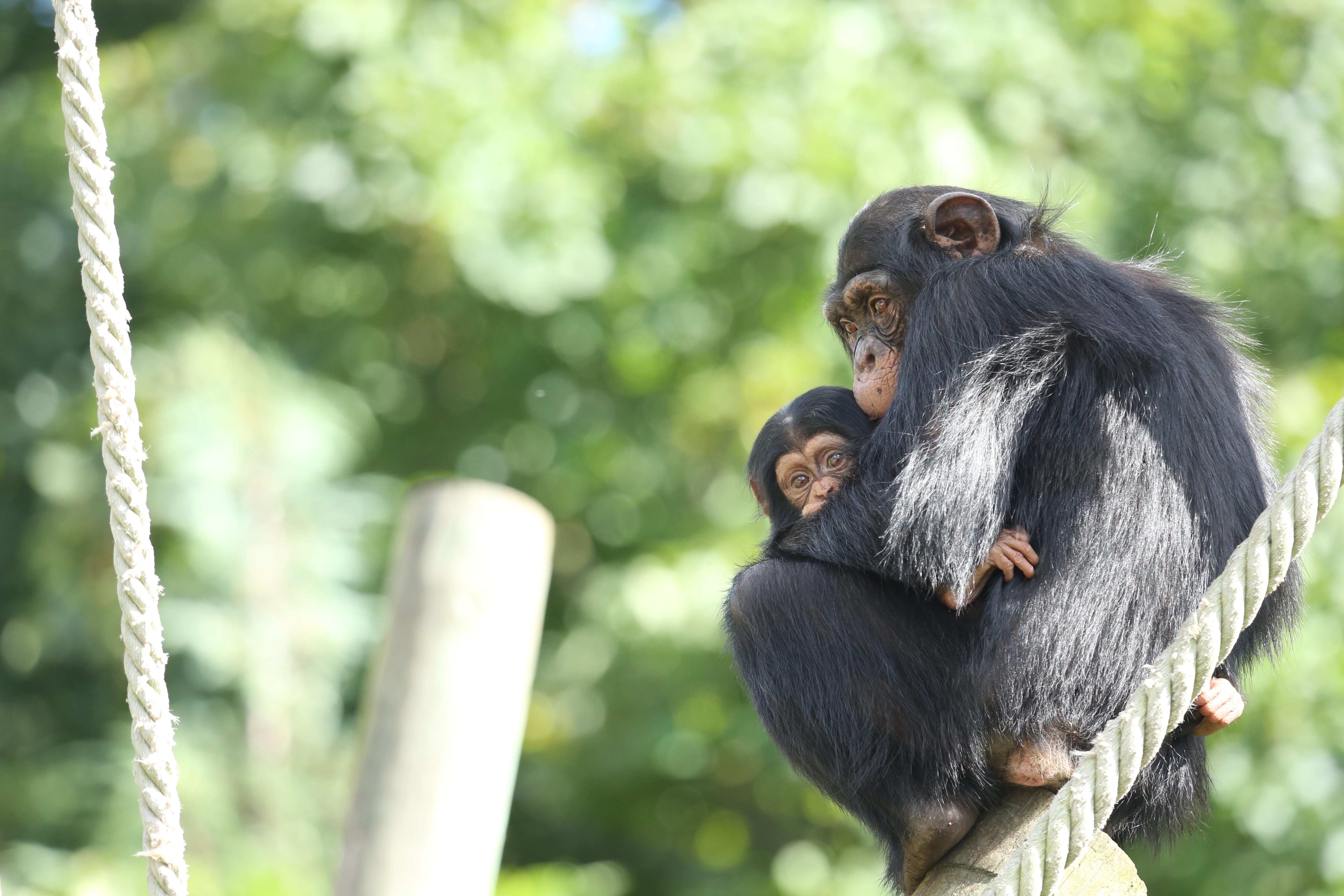 Two bonobos, a big and a small one, cling to each other, balanced on a post, with a rope running behind them.