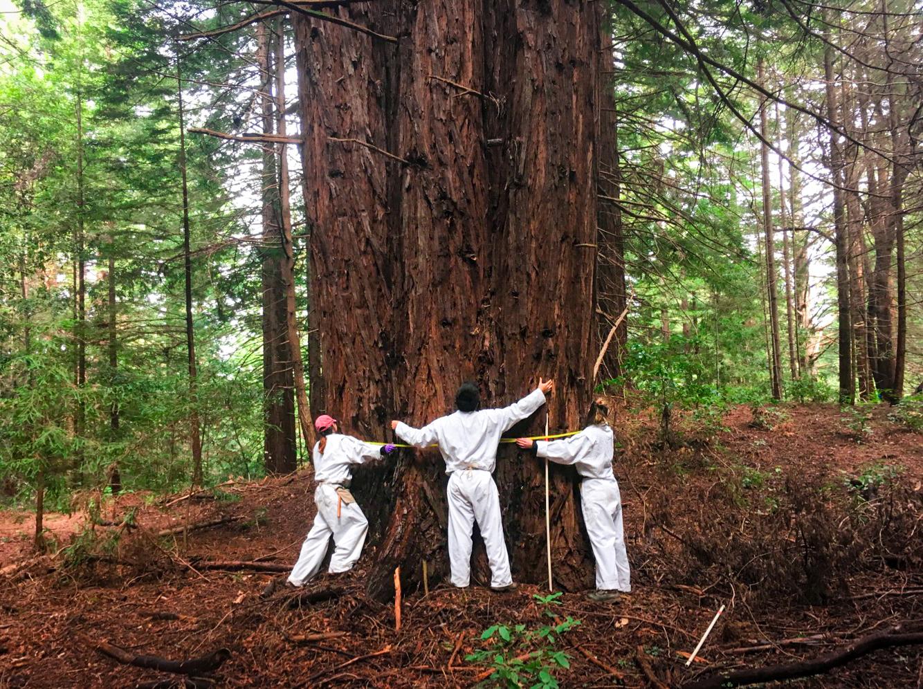 三个穿着白色连体衣的人在测量一棵大红杉树