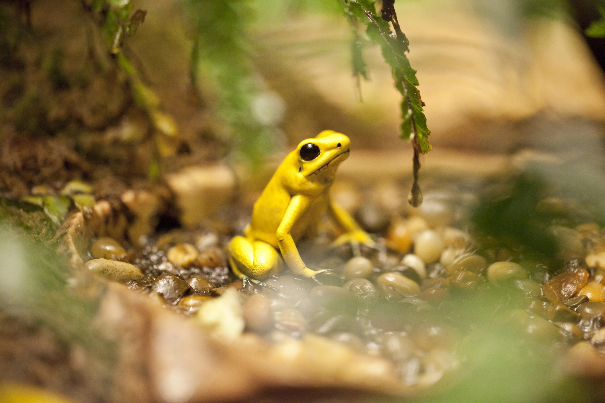 一只金黄色的毒蛙坐在丛林的地上，它的皮肤是亮黄色的