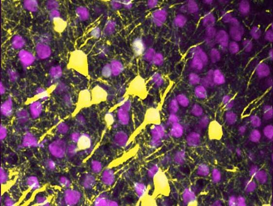 显微镜显示神经元之间的连接