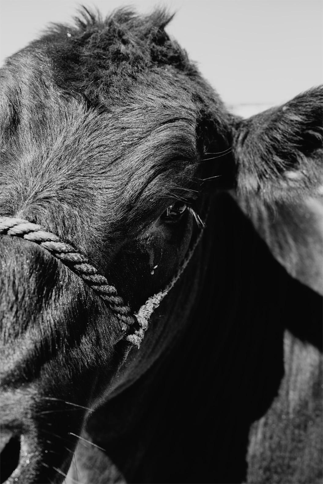 黑白图像上有半张牛的脸，牛身上系着绳具
