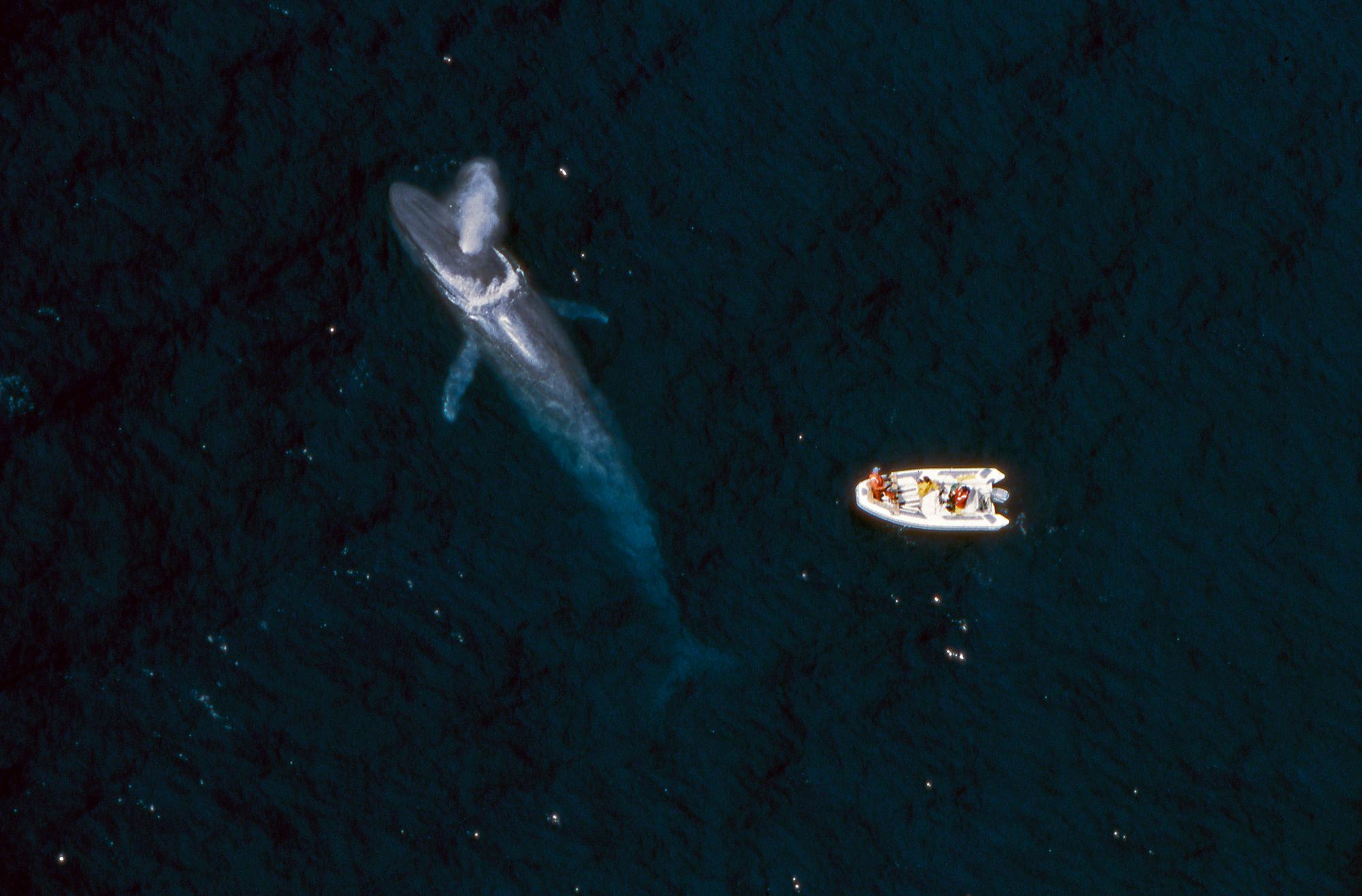 一只蓝鲸站在一艘科考船旁边