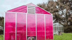 粉色太阳温室图片