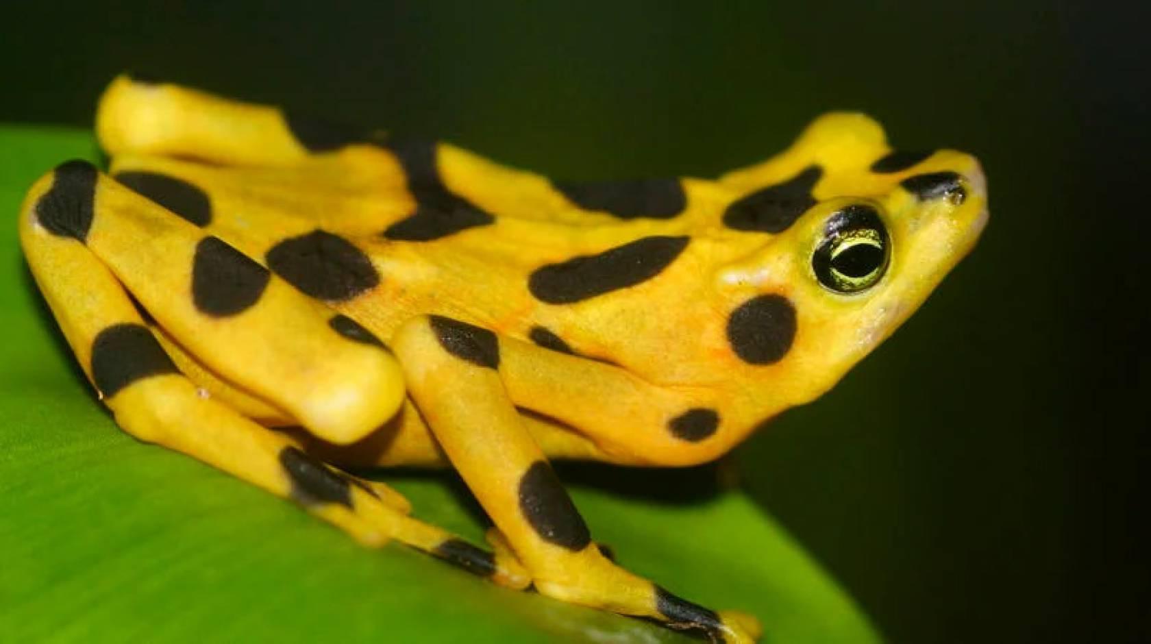 巴拿马金蛙, 上面有黑色的斑点和圆点, 闪亮的黄皮肤, 坐在一片叶子上