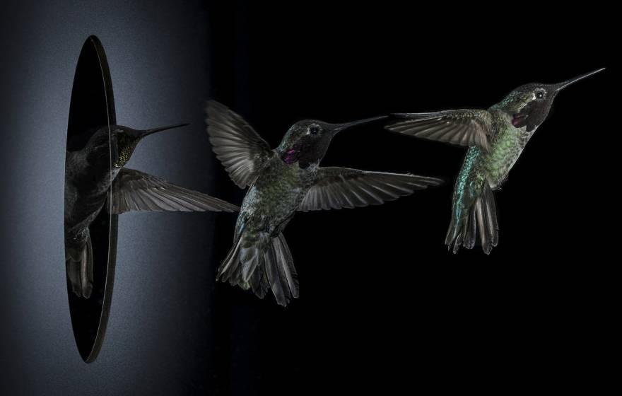 连续拍摄的安娜蜂鸟(Calypte Anna)在扇动翅膀的同时侧身穿过一个对其翼展来说太小的缝隙.