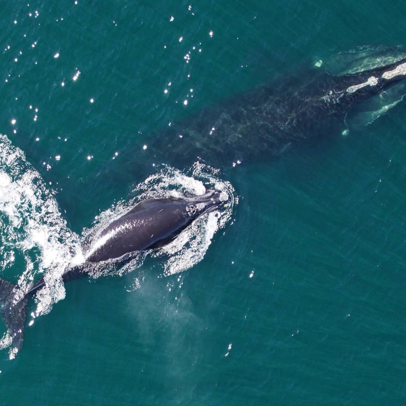 从无人机上看到的北大西洋露脊鲸和她的幼崽