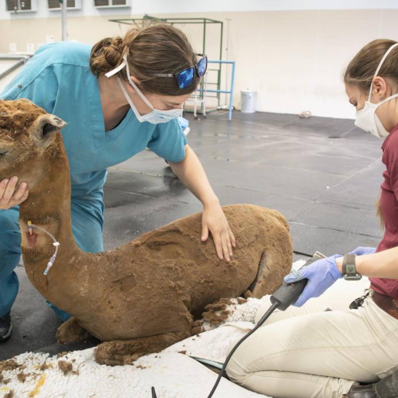Two women in scrubs administer care while shaving an alpaca after a wildfire