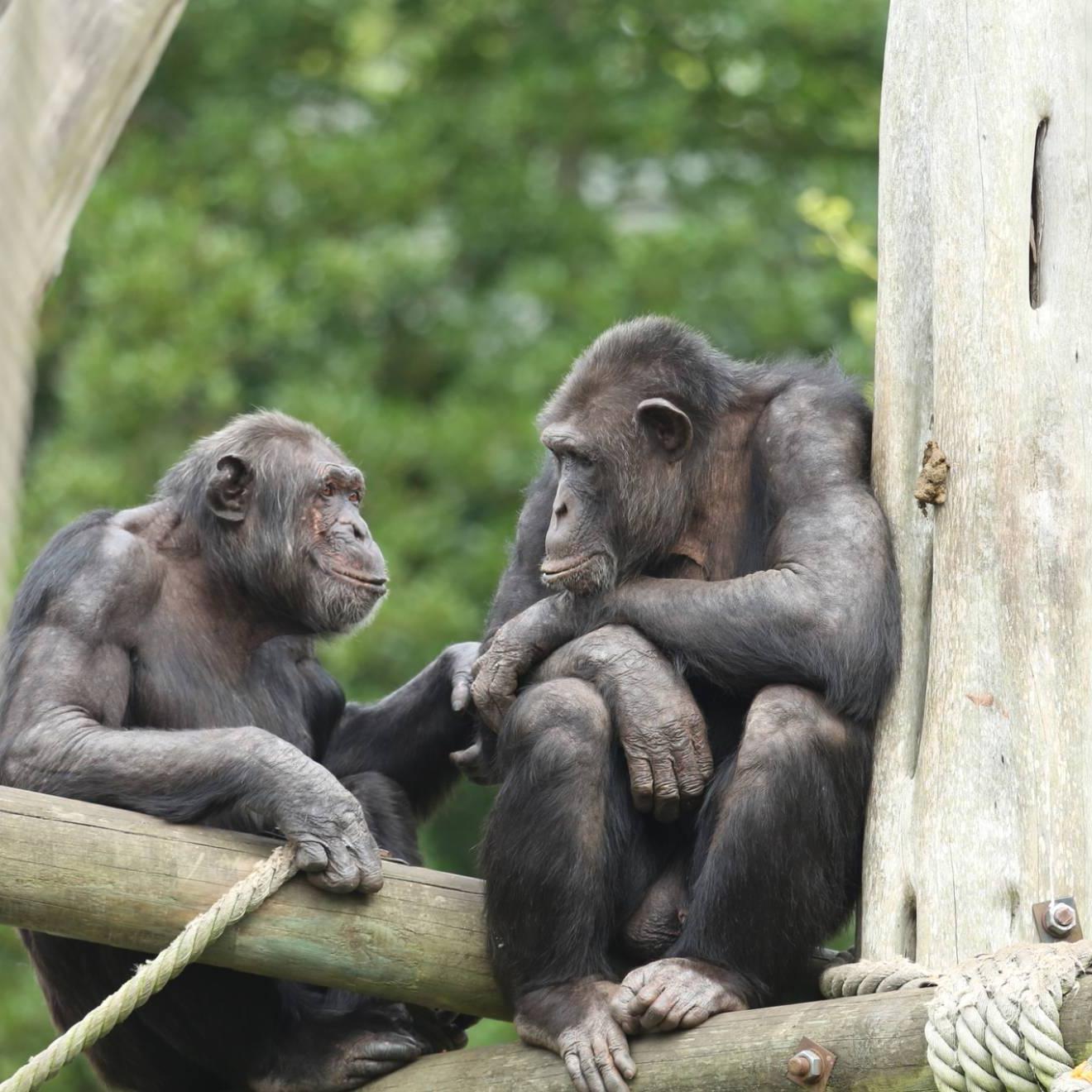 两只黑猩猩坐在树枝上. 右边的牵着左边的手, 他们看着对方，似乎在微笑. 